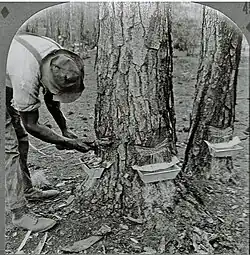 Extracting resin to make turpentine and rosin (before 1920)