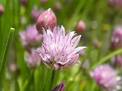 Chive flower