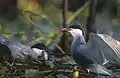 The whiskered tern is an insect-eating marsh tern