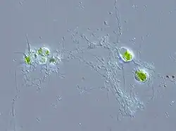 Chlorarachnion, a genus of photosynthetic cercozoans