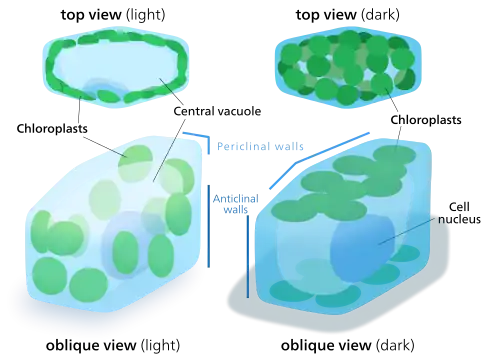 When chloroplasts are exposed to direct sunlight, they stack along the anticlinal cell walls to minimize exposure. In the dark they spread out in sheets along the periclinal walls to maximize light absorption.