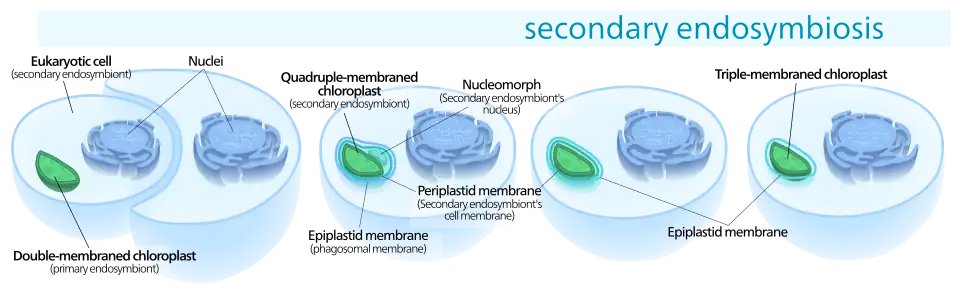 Secondary endosymbiosis consisted of a eukaryotic alga being engulfed by another eukaryote, forming a chloroplast with three or four membranes.