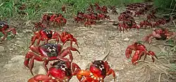 Christmas Island red crabs on their annual migration to the sea