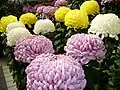 Chrysanthemums in the Japanese Ogiku (lit., great chrysanthemum) style