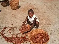 Boy collecting beans after drying