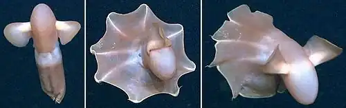 Three images in sequence of a two-finned sea creature swimming with an eight-cornered web