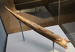 The Clacton Spear, the tip of a yew spear c. 400,000 years old
