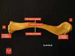 Clavicle