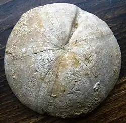 Clypeus ploti gives its name to the Clypeus Grit of Western England, part of the Oolite.[63]