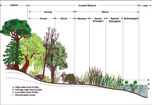 Upland vs. wetland vs. lacustrine zones