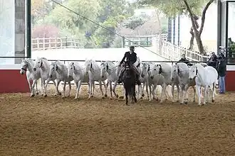 A "cobra" of Andalusians