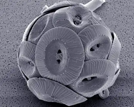 Coccolithophores have chalk plates called coccoliths, and produced the Cliffs of Dover.