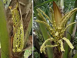 Inflorescence unfurling with male and female flowers