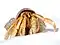 Anomura (hermit crabs and others)