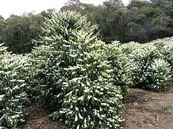 A flowering C. arabica tree
