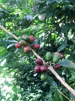 C. arabica berries on the bush