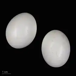 Two rock dove eggs in the collection of the Muséum de Toulouse