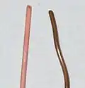 Unoxidized copper wire (left) and oxidized copper wire (right)