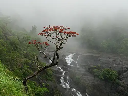 Indian coral tree in bloom in the mist of the Southwest Monsoon, Mallalli Falls, Hassan, Karnataka