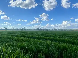 Established broadacre maize seed crop