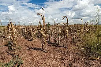 Agricultural changes. Droughts, rising temperatures, and extreme weather negatively impact agriculture. Shown: Texas, US (2013).[271]