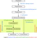 Corticosteroid biosynthetic pathway in rat
