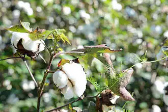 Cotton plant with Ipomoea quamoclit vine