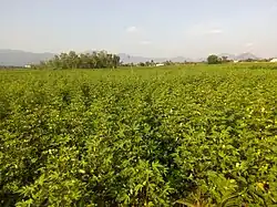 Cotton field at Singalandapuram, Rasipuram, India (2017)