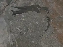 mud cup nest containing three young