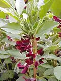 Crimson flowered broad beans