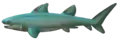 Cartilaginous fish