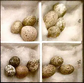 Egg mimicry: cuckoo eggs (larger) mimic many species of host birds' eggs, in this case of reed warbler.