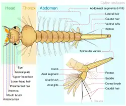 Anatomy of a Culex larva