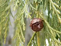 Spherical cone of Nootka cypress (Cupressus nootkatensis)