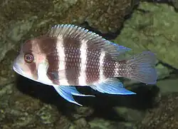 Cyphotilapiini (E): Cyphotilapia frontosa, one of only two similar species in the tribe[49]