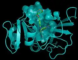 Methotrexate (green) complexed into the active site of DHFR (blue)