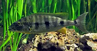 Boulengerochromini (E): Boulengerochromis microlepis is one of the world's largest cichlids[44] and only member of its tribe[47]