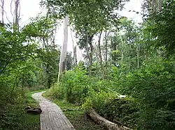 A wooden path leading through a green forest with many deciduous trees on either side and a white sky peeking through their leaves.