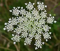 Top view of inflorescence, showing umbellets; the central flower is dark red.