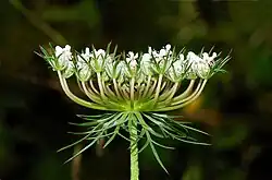 Umbel (inflorescence). Individual flowers are borne on undivided pedicels from a common node.