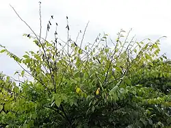Branch death, or flagging, at multiple sites in the crown of a diseased elm