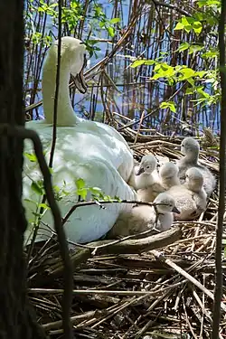 Cygnets captured one day after they hatched, in Newburgh Lake, Livonia, Michigan, U.S.