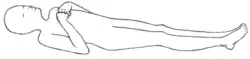 Illustration of characteristic pose laying face-up, arms bent with knuckles held together at sternum, legs together and straight