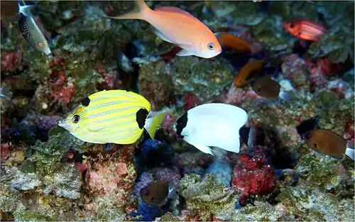 Pearl and Hermes Atoll: red tail wrasse, Thompson's anthias, Potter's angelfish, Hawaiian squirrelfish, chocolate-dip chromis, masked angelfish, and bluestripe butterflyfish