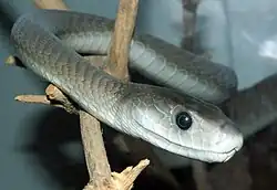 closeup of a grey snake with black eyes on a branch