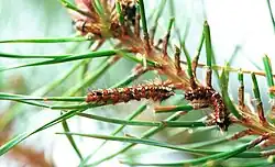 Pine-tree lappet (Dendrolimus pini) caterpillars on Scots pine with damage to needles