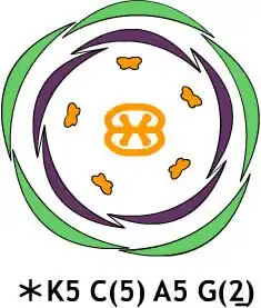 Floral diagram and formula for a Convolvulus flower, showing the number and orientation of the floral organs