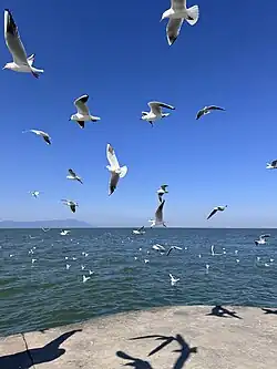 A concrete wharf on a lake, hills visible on the far shore, with many birds flying about