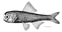 Lanternfish