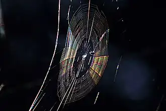 Colors seen in a spider web are partially due to diffraction, according to some analyses.[22]